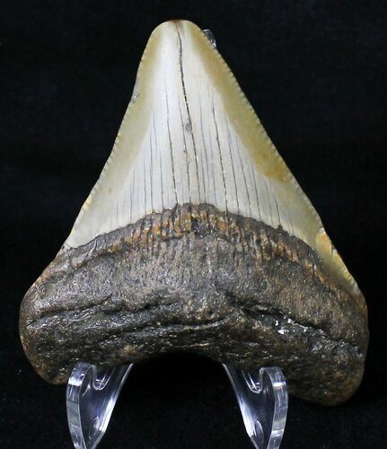 Juvenile Megalodon Tooth - North Carolina #18606